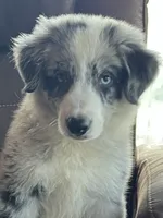 M1 ABCA, a male Border Collie for sale in Mountain Grove, MO – 7 of 10