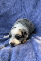 M1 ABCA, a male Border Collie for sale in Mountain Grove, MO – 3 of 6