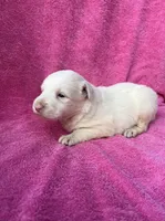 F2 ABCA, a female Border Collie for sale in Mountain Grove, MO – 6 of 9