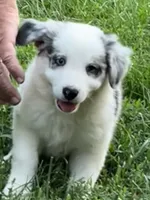 F1 ABCA, a female Border Collie for sale in Mountain Grove, MO – 7 of 10