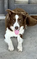 Boone ABCA, a male Border Collie for sale in Mountain Grove, MO – 1 of 10