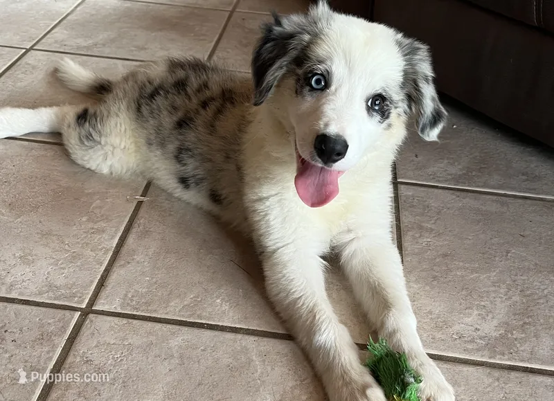 F1 ABCA – Border Collie puppy for sale in Mountain Grove, MO
