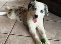 F1 ABCA, a female Border Collie for sale in Mountain Grove, MO – 1 of 10