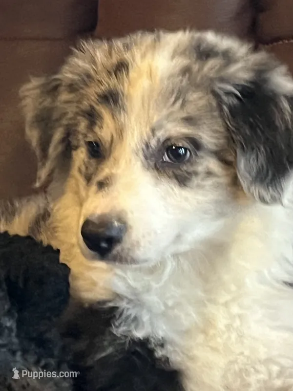 M2 ABCA – Border Collie puppy for sale in Mountain Grove, MO