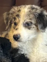 M2 ABCA, a male Border Collie for sale in Mountain Grove, MO – 1 of 10