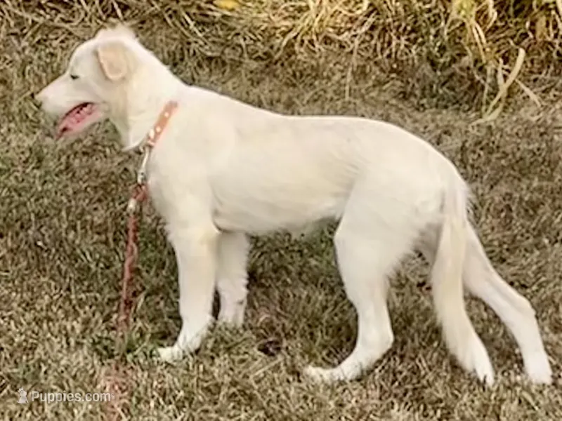 F2 Luna ABCA – Border Collie puppy for sale in Mountain Grove, MO