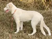 F2 Luna ABCA, a female Border Collie for sale in Mountain Grove, MO – 1 of 10