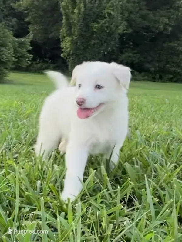 F2 ABCA – Border Collie puppy for sale in Mountain Grove, MO