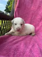 F2 ABCA, a female Border Collie for sale in Mountain Grove, MO – 7 of 9