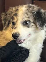 M2 ABCA, a male Border Collie for sale in Mountain Grove, MO – 7 of 10