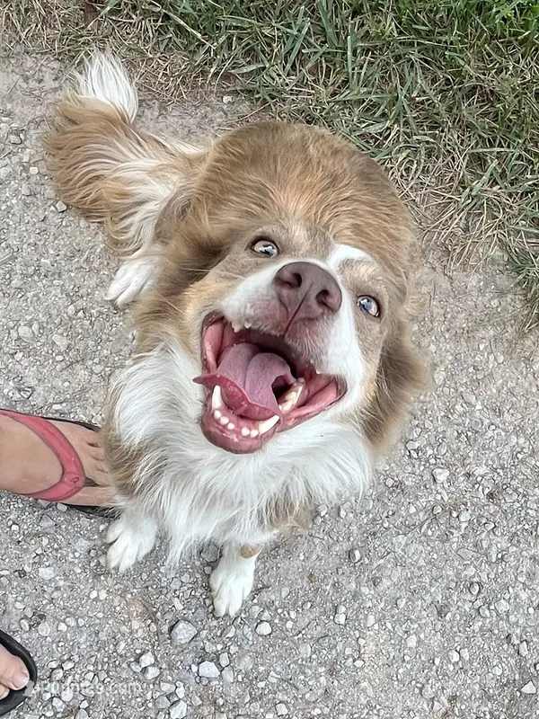 ABCA 5 yr – Border Collie puppy for sale in Mountain Grove, MO