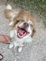 ABCA 5 yr, a female Border Collie for sale in Mountain Grove, MO – 5 of 10