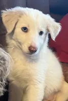 F2 ABCA, a female Border Collie for sale in Mountain Grove, MO – 1 of 10