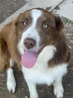 Boone ABCA, a male Border Collie for sale in Mountain Grove, MO – 5 of 10