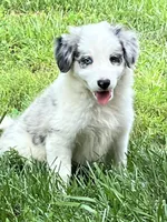 F1 ABCA, a female Border Collie for sale in Mountain Grove, MO – 8 of 10