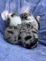 M2 ABCA, a male Border Collie for sale in Mountain Grove, MO – 7 of 8