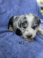 M2 ABCA, a male Border Collie for sale in Mountain Grove, MO – 1 of 8