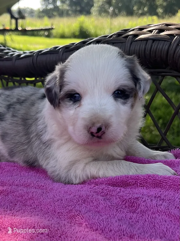 F1 ABCA – Border Collie puppy for sale in Mountain Grove, MO