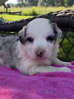 F1 ABCA, a female Border Collie for sale in Mountain Grove, MO – 2 of 10