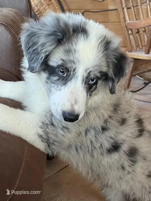 M1 ABCA – Border Collie puppy for sale in Mountain Grove, MO