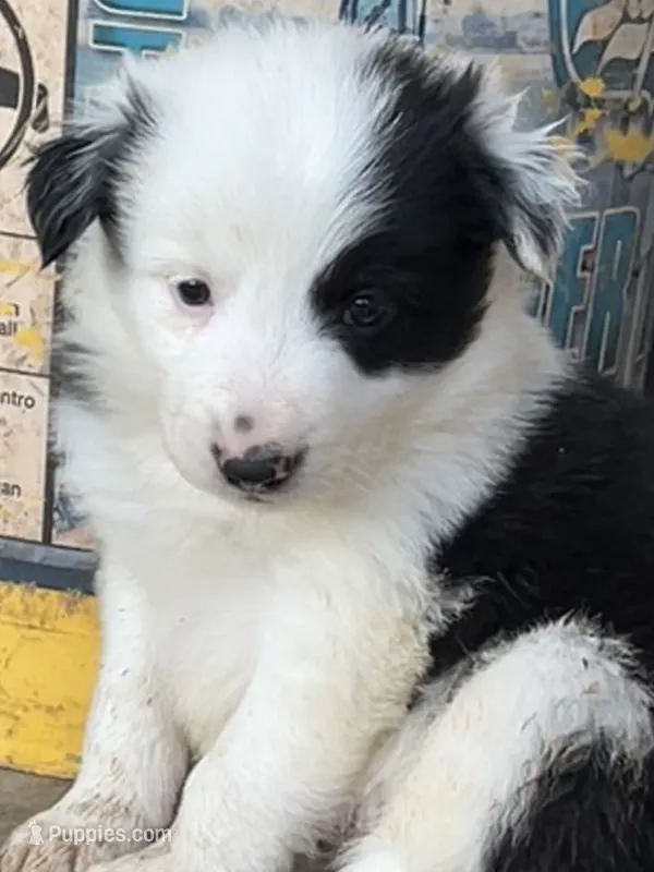 M3 Bk Wt ABCA – Border Collie puppy for sale in Mountain Grove, MO