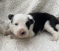 M3 Bk Wt ABCA, a male Border Collie for sale in Mountain Grove, MO – 2 of 8
