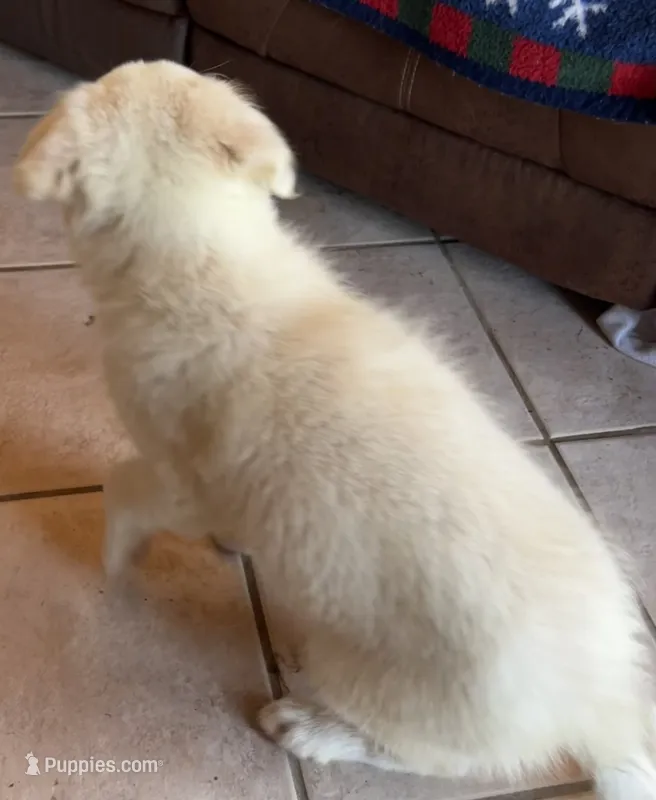F2 ABCA – Border Collie puppy for sale in Mountain Grove, MO