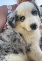 F1 ABCA, a female Border Collie for sale in Mountain Grove, MO – 1 of 10