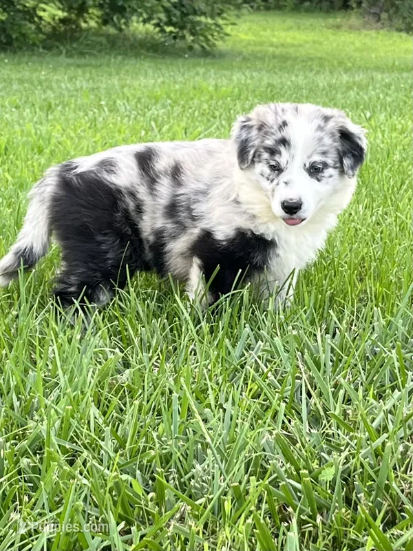 M2 ABCA – Border Collie puppy for sale in Mountain Grove, MO