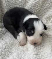 F2 Blk Wt Tri ABCA, a female Border Collie for sale in Mountain Grove, MO – 2 of 5