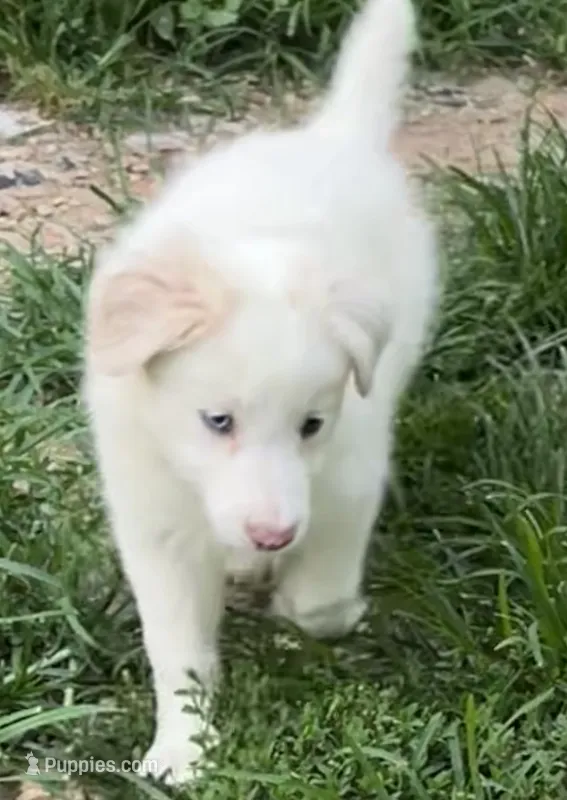 F2 ABCA – Border Collie puppy for sale in Mountain Grove, MO