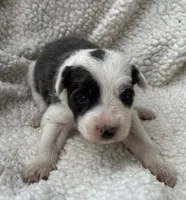 F1Blue ABCA, a female Border Collie for sale in Mountain Grove, MO – 8 of 8