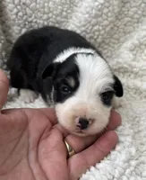 F2 Blk Wt Tri ABCA, a female Border Collie for sale in Mountain Grove, MO – 3 of 5
