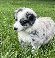M1 ABCA, a male Border Collie for sale in Mountain Grove, MO – 9 of 10