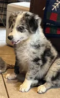 M2 ABCA, a male Border Collie for sale in Mountain Grove, MO – 6 of 10
