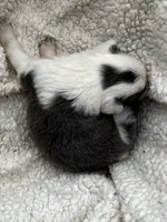 F1Blue ABCA, a female Border Collie for sale in Mountain Grove, MO – 6 of 8
