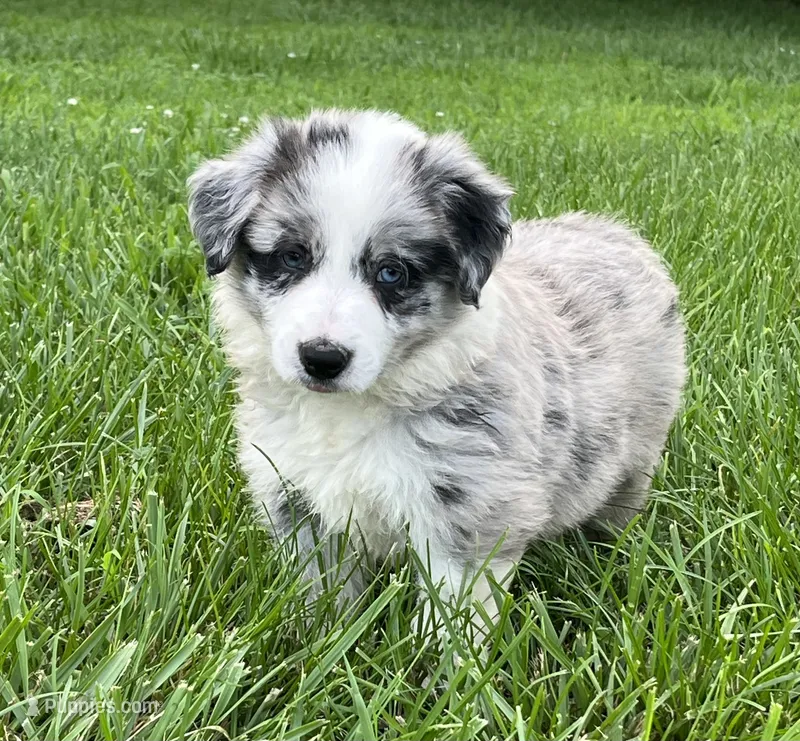 M1 ABCA – Border Collie puppy for sale in Mountain Grove, MO