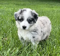 M1 ABCA, a male Border Collie for sale in Mountain Grove, MO – 7 of 10