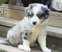 M1 ABCA, a male Border Collie for sale in Mountain Grove, MO – 4 of 10