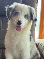 F1 ABCA, a female Border Collie for sale in Mountain Grove, MO – 9 of 10