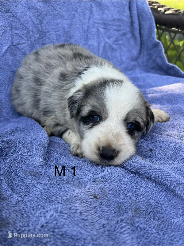 M1 ABCA – Border Collie puppy for sale in Mountain Grove, MO