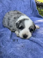M1 ABCA, a male Border Collie for sale in Mountain Grove, MO – 1 of 6