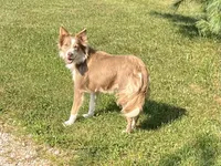ABCA 5 yr, a female Border Collie for sale in Mountain Grove, MO – 3 of 10