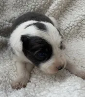 F1Blue ABCA, a female Border Collie for sale in Mountain Grove, MO – 5 of 8