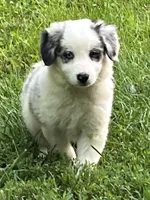 F1 ABCA, a female Border Collie for sale in Mountain Grove, MO – 9 of 10
