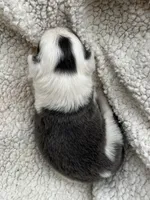 F1Blue ABCA, a female Border Collie for sale in Mountain Grove, MO – 2 of 8