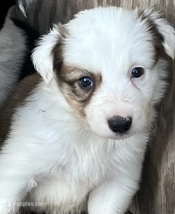 M2 Sable ABCA – Border Collie puppy for sale in Mountain Grove, MO