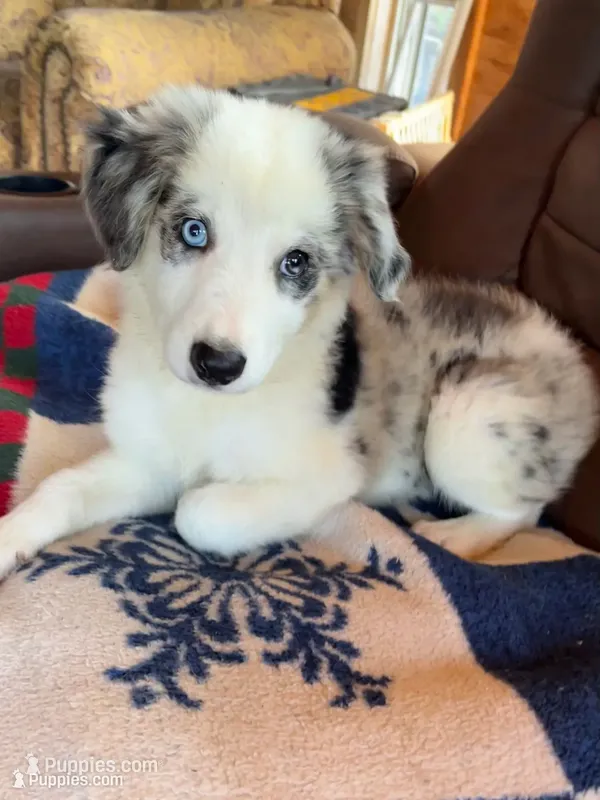 F1 ABCA – Border Collie puppy for sale in Mountain Grove, MO