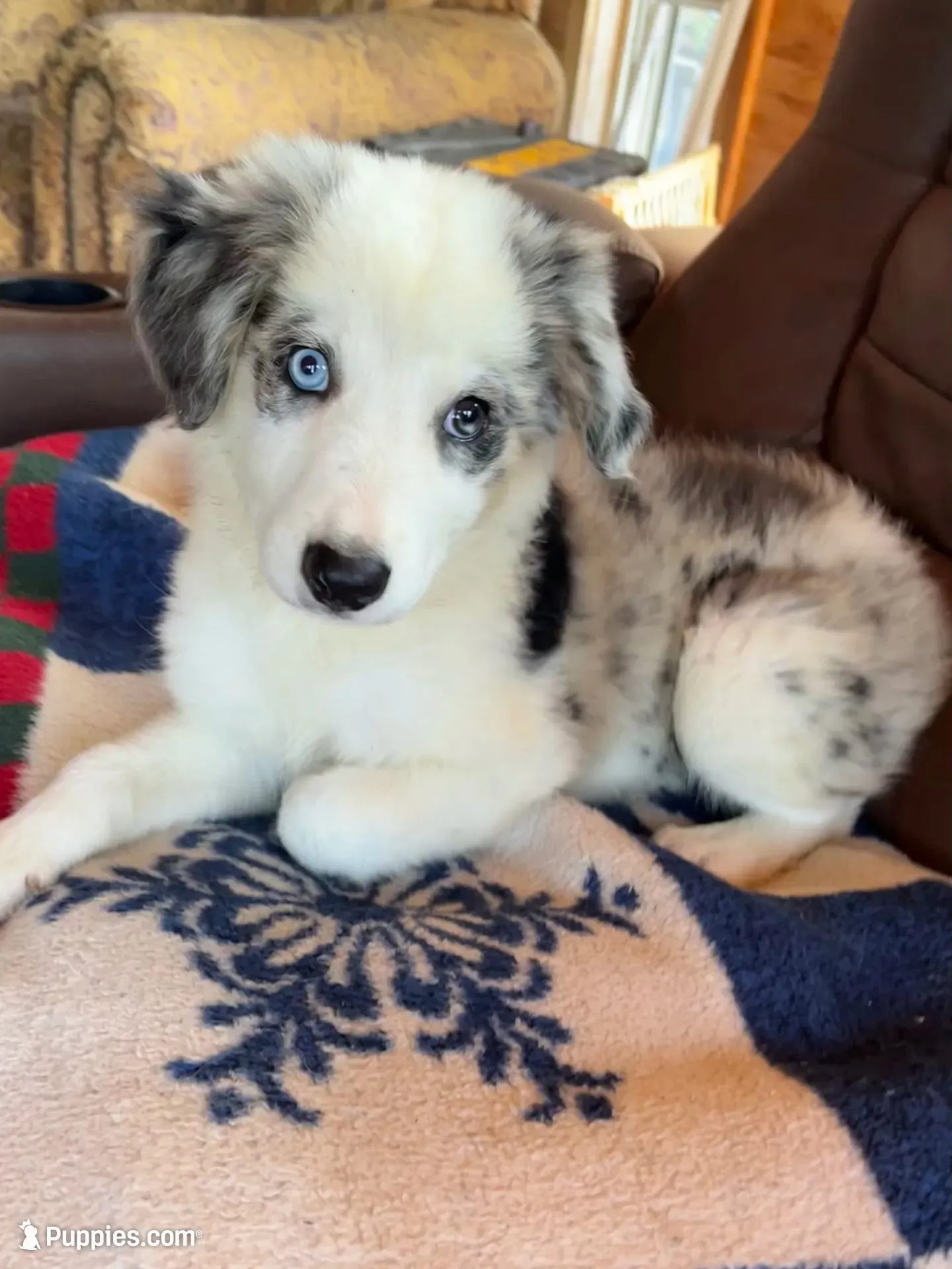 F1 ABCA, a female Border Collie for sale in Mountain Grove, MO – 3 of 10