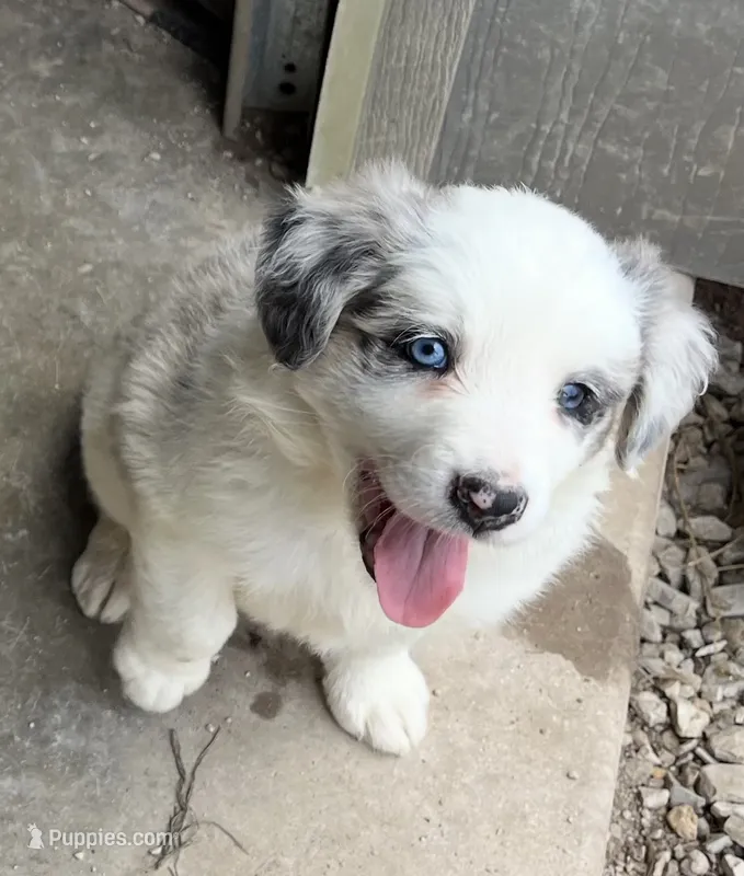 F1 ABCA – Border Collie puppy for sale in Mountain Grove, MO